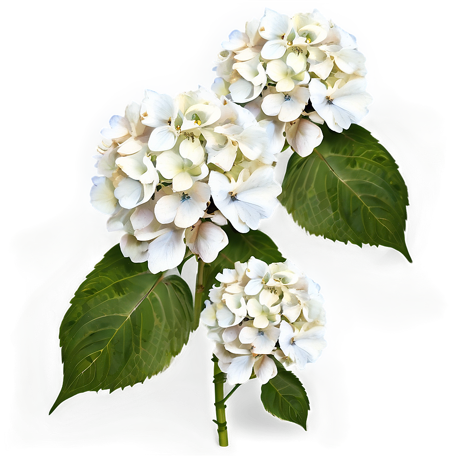 White Hydrangea Flower Png Aob38 PNG Image