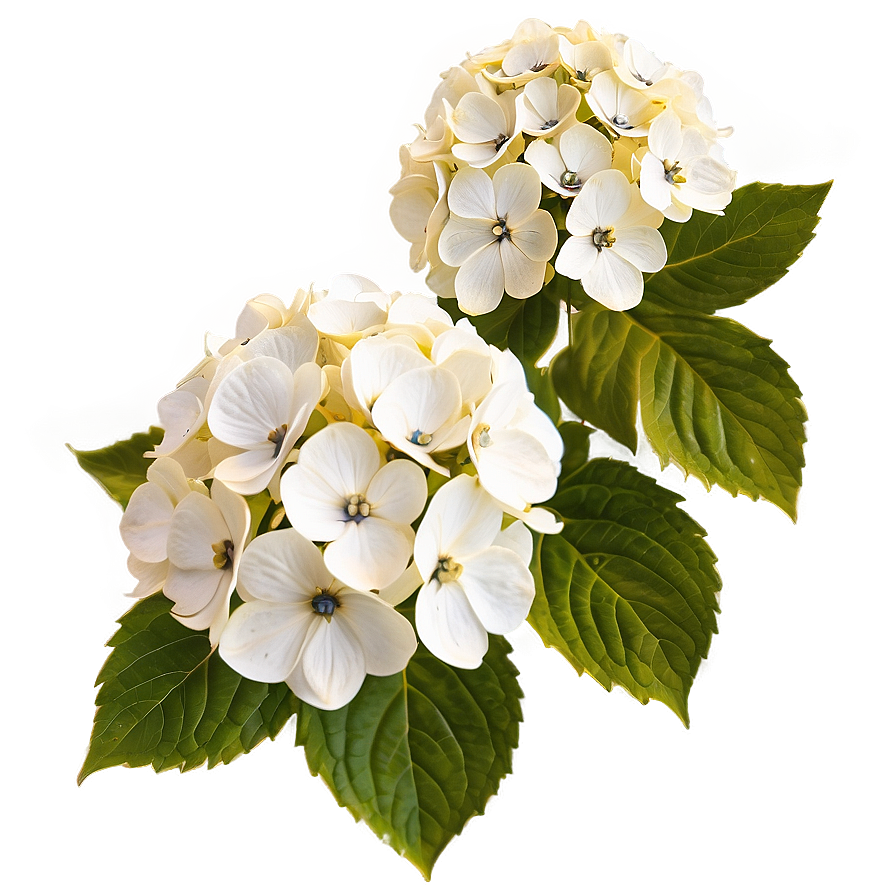 White Hydrangea Flower Png Niv92 PNG Image