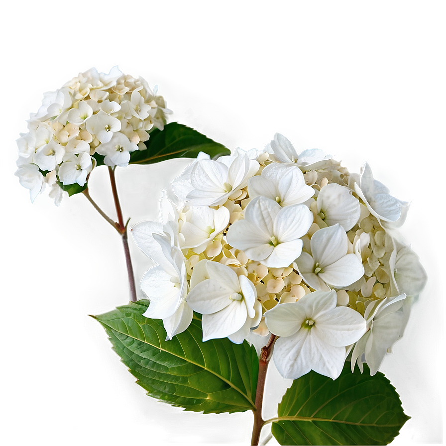 White Hydrangea Png 05242024 PNG Image