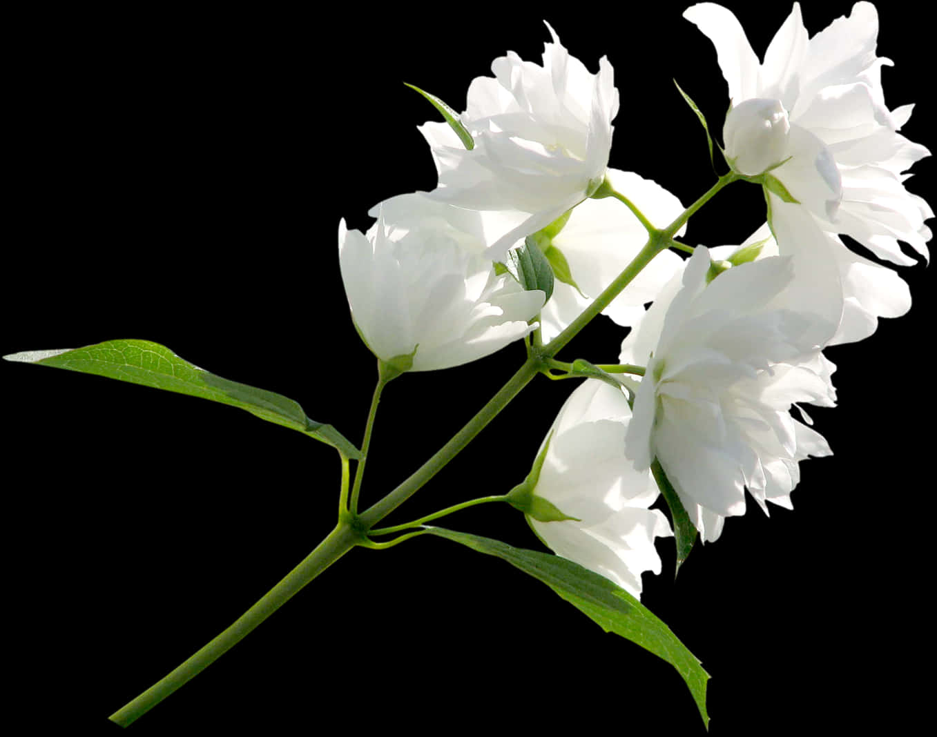 White Jasmine Flowers Black Background PNG Image