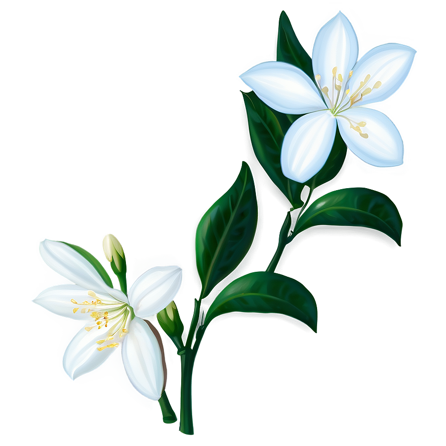 White Jasmine Flowers Png 05242024 PNG Image