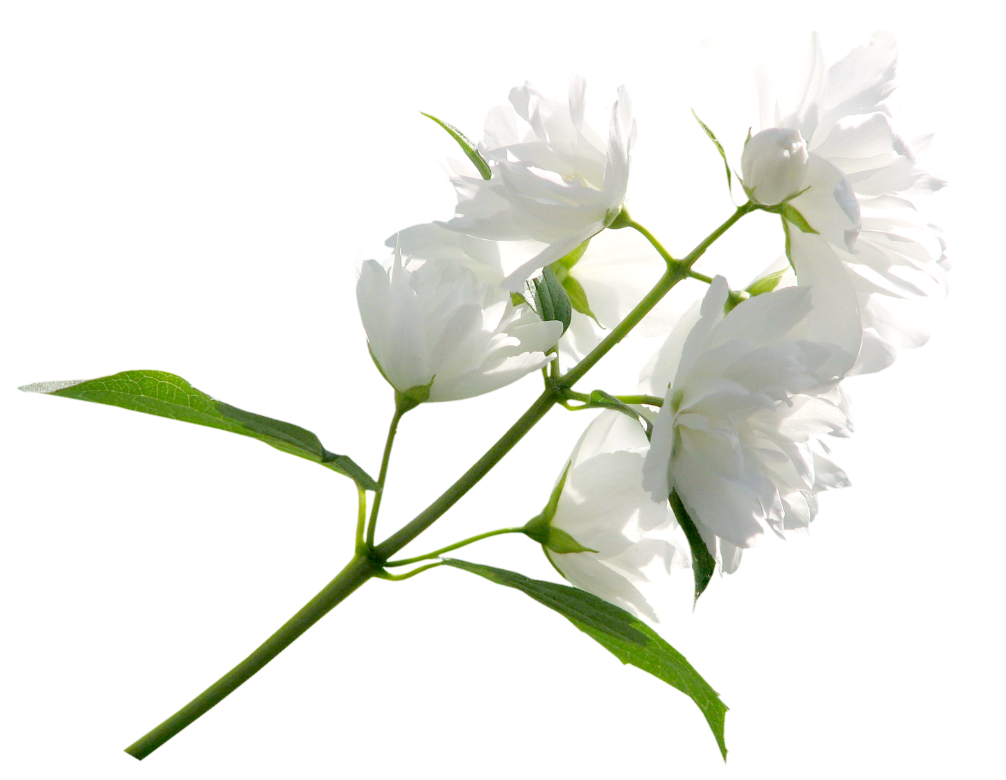 White Jasmine Flowers Transparent Background PNG Image