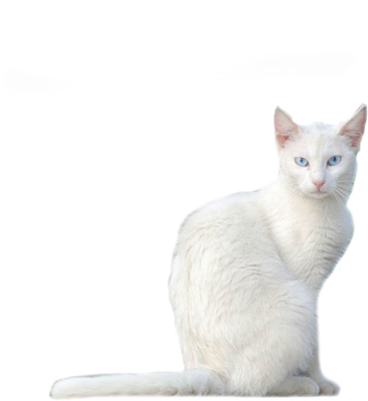 White Kitten Blue Eyes PNG Image