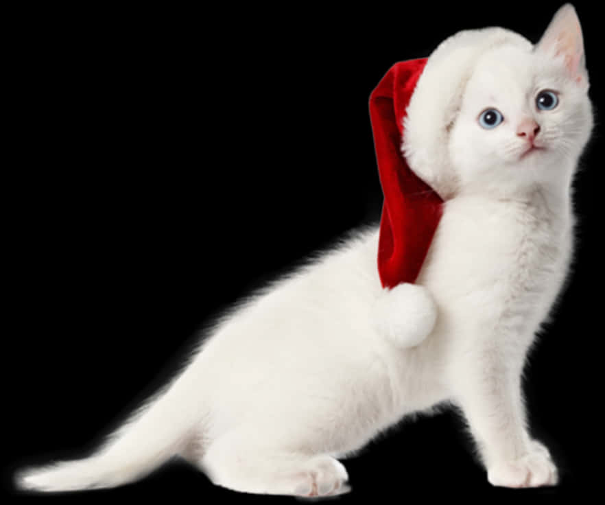 White Kittenin Santa Hat PNG Image