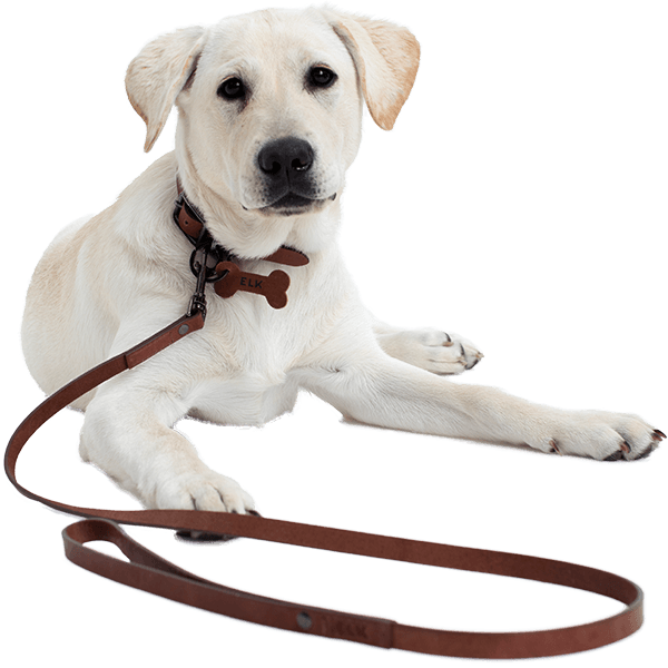 White Labrador Puppy With Leash PNG Image