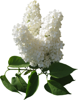 White Lilac Bloom Black Background PNG Image