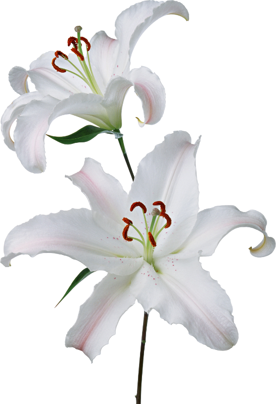 White Lily Blossoms PNG Image