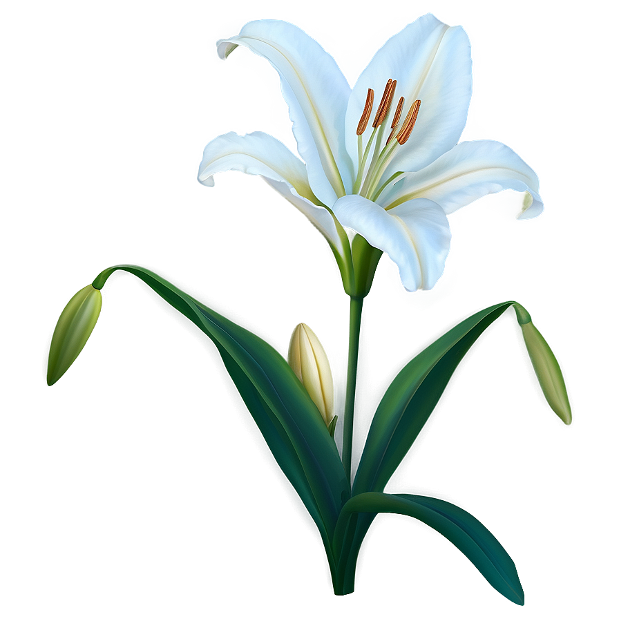 White Lily Flower Png 06272024 PNG Image