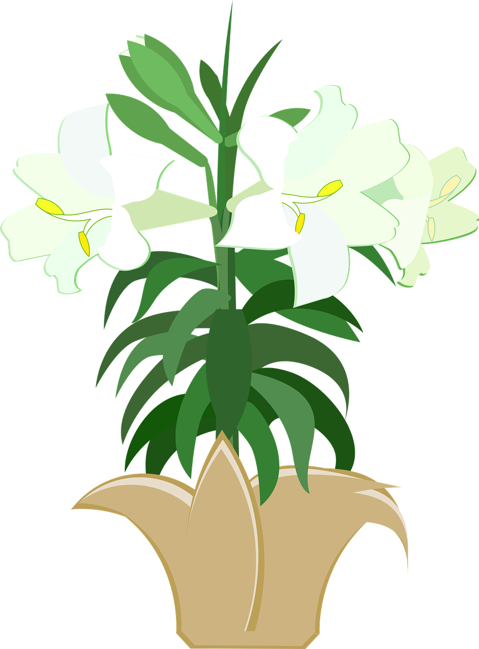 White Lily Plant Illustration PNG Image