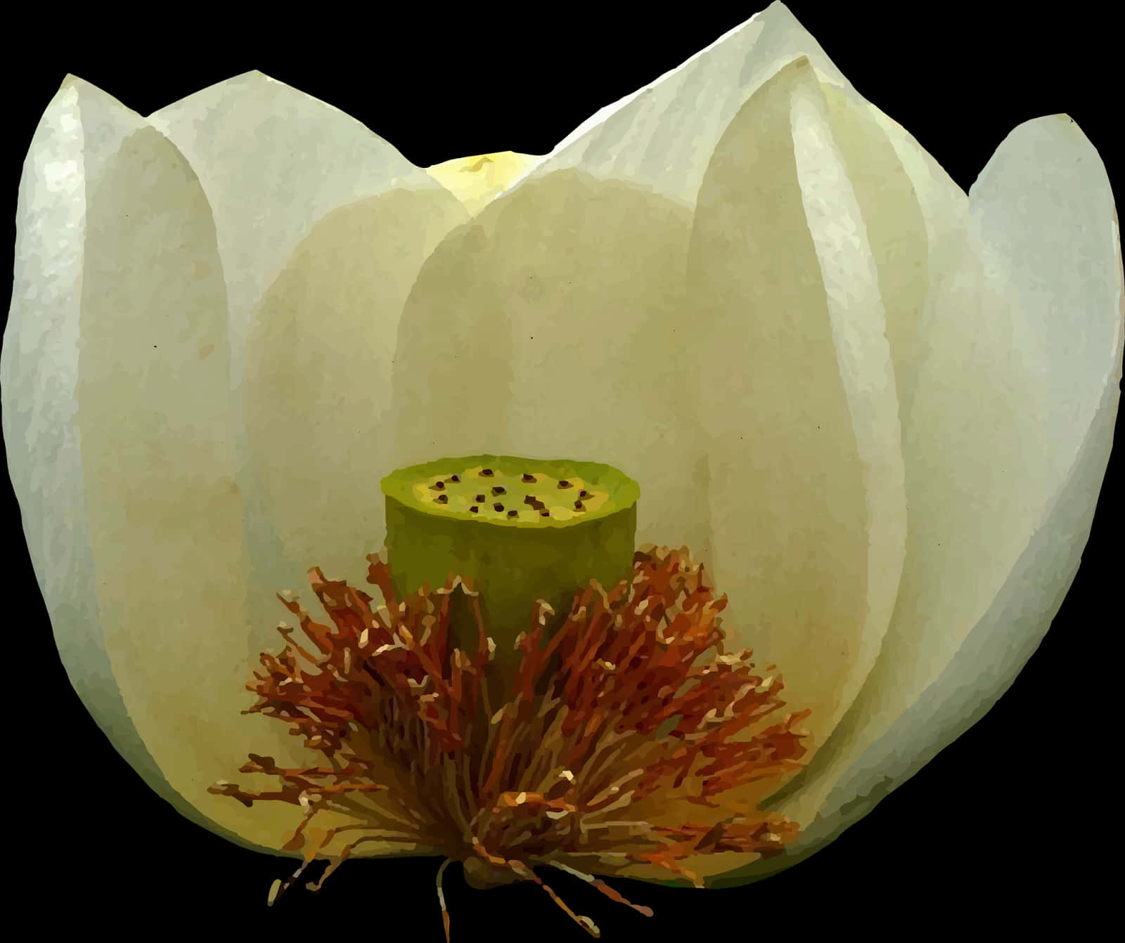 White Lotus Flower Closeup PNG Image