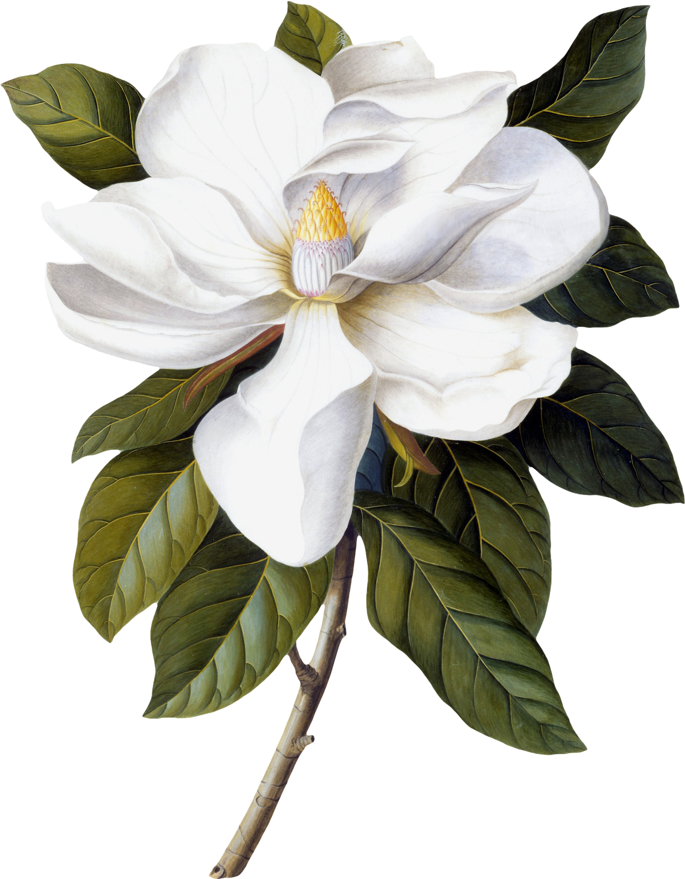 White Magnolia Bloom Illustration PNG Image