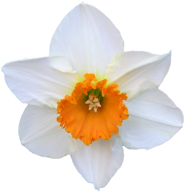 White Narcissus Flower Orange Center.png PNG Image