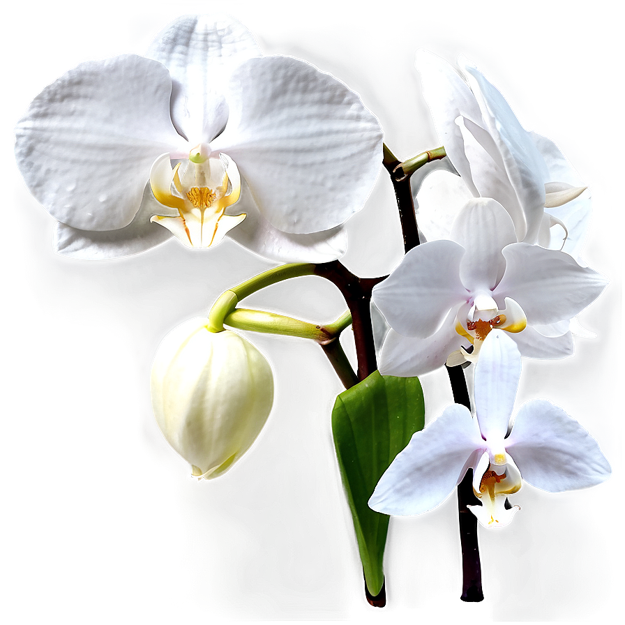 White Orchid Flower Png 73 PNG Image