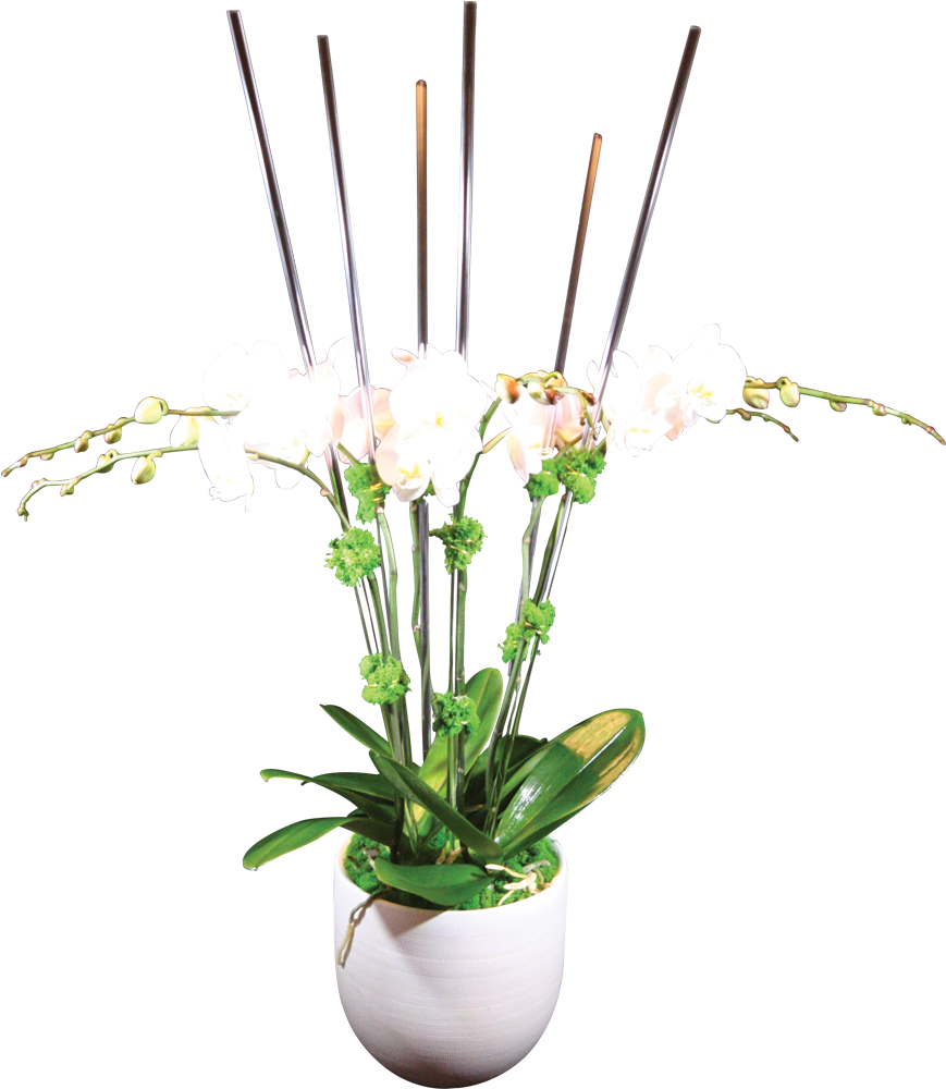 White Orchid Potted Plant PNG Image