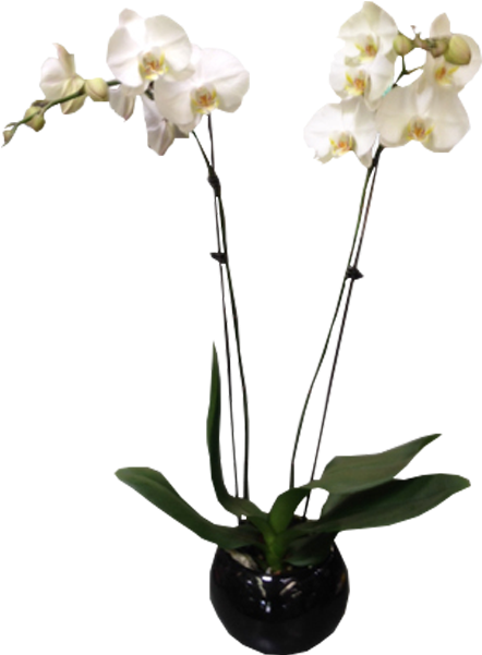 White Orchidin Black Vase PNG Image