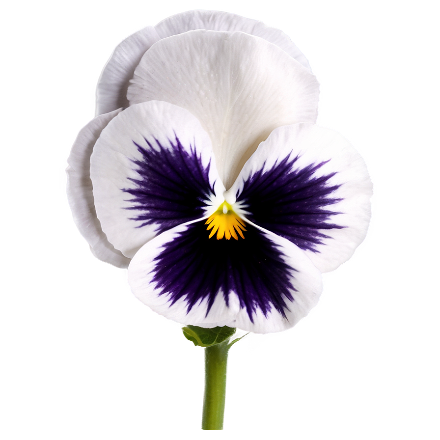 White Pansy Png Fet PNG Image