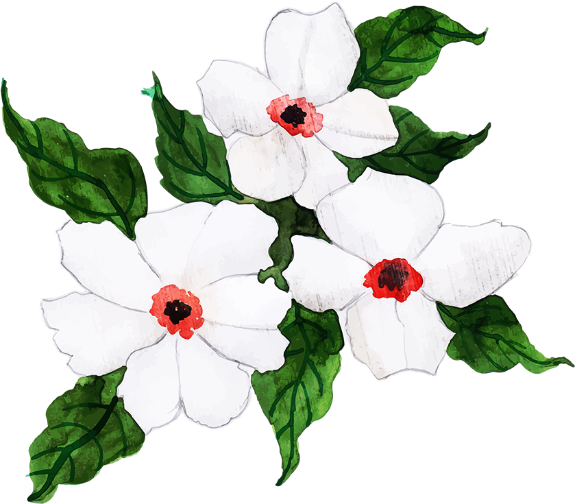 White Periwinkle Flowers Illustration PNG Image