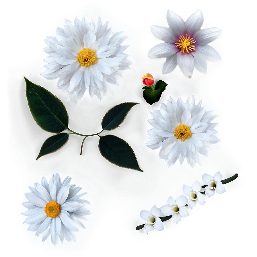 White Petals Png 06292024 PNG Image