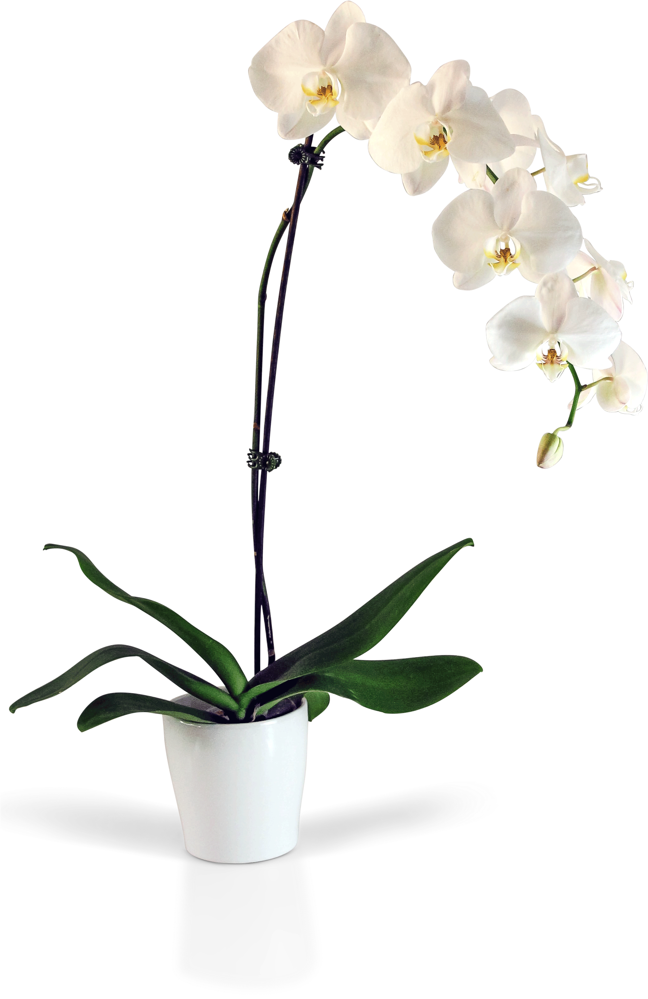 White Phalaenopsis Orchid Potted Plant PNG Image