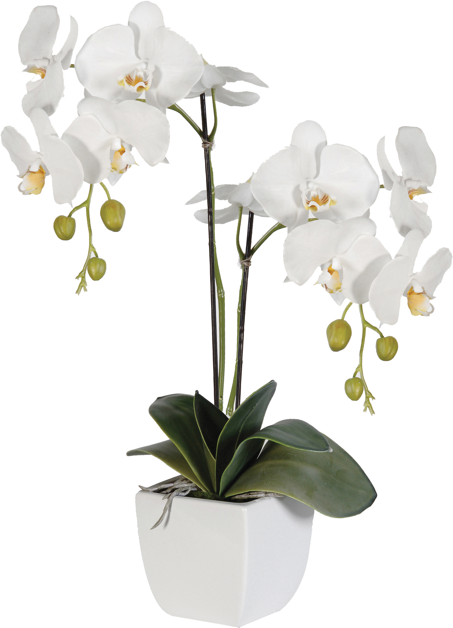 White Phalaenopsis Orchid Potted Plant PNG Image