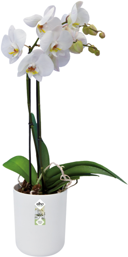 White Phalaenopsis Orchid Potted Plant PNG Image