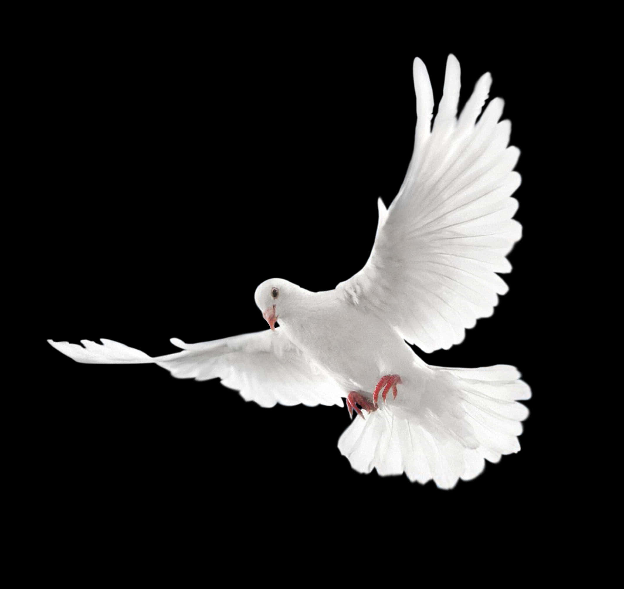 White Pigeon In Flight PNG Image