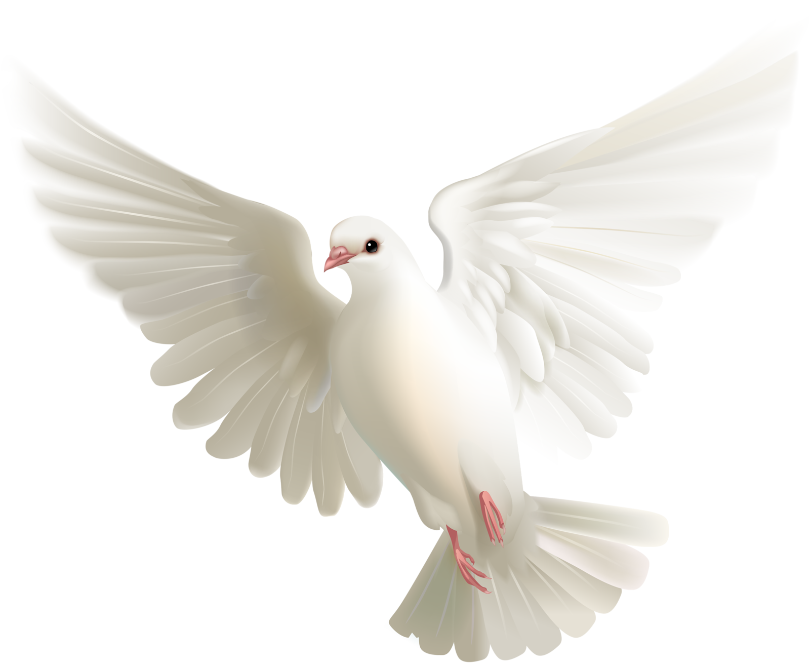 White Pigeon In Flight PNG Image