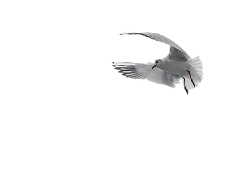 White Pigeon In Flight Black Background PNG Image