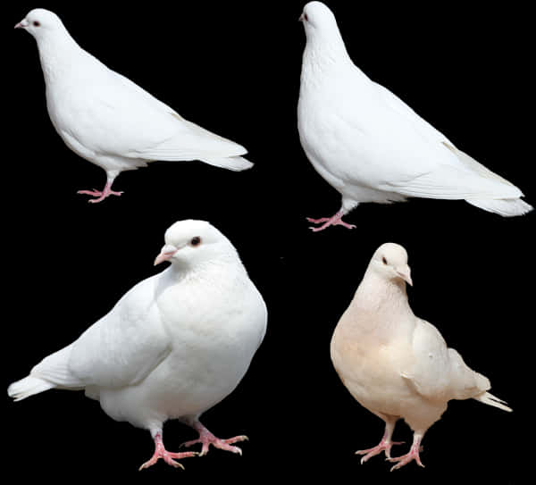 White Pigeons Various Poses PNG Image