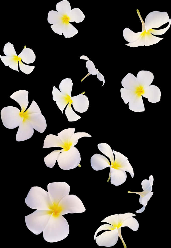 White Plumeria Flowers Against Black Background PNG Image