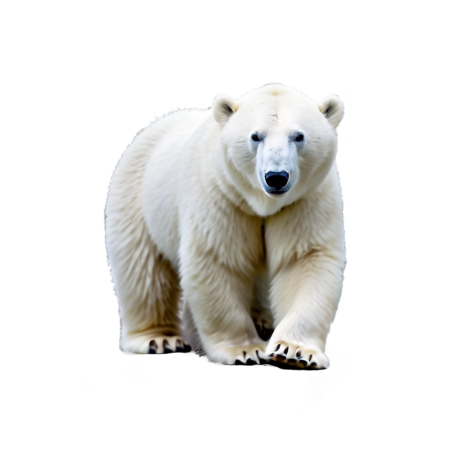 White Polar Bear Png Ynf PNG Image