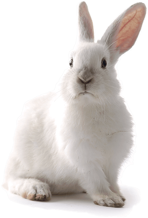 White Rabbit Portrait PNG Image