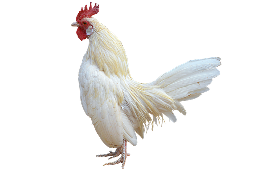 White Rooster Black Background.png PNG Image