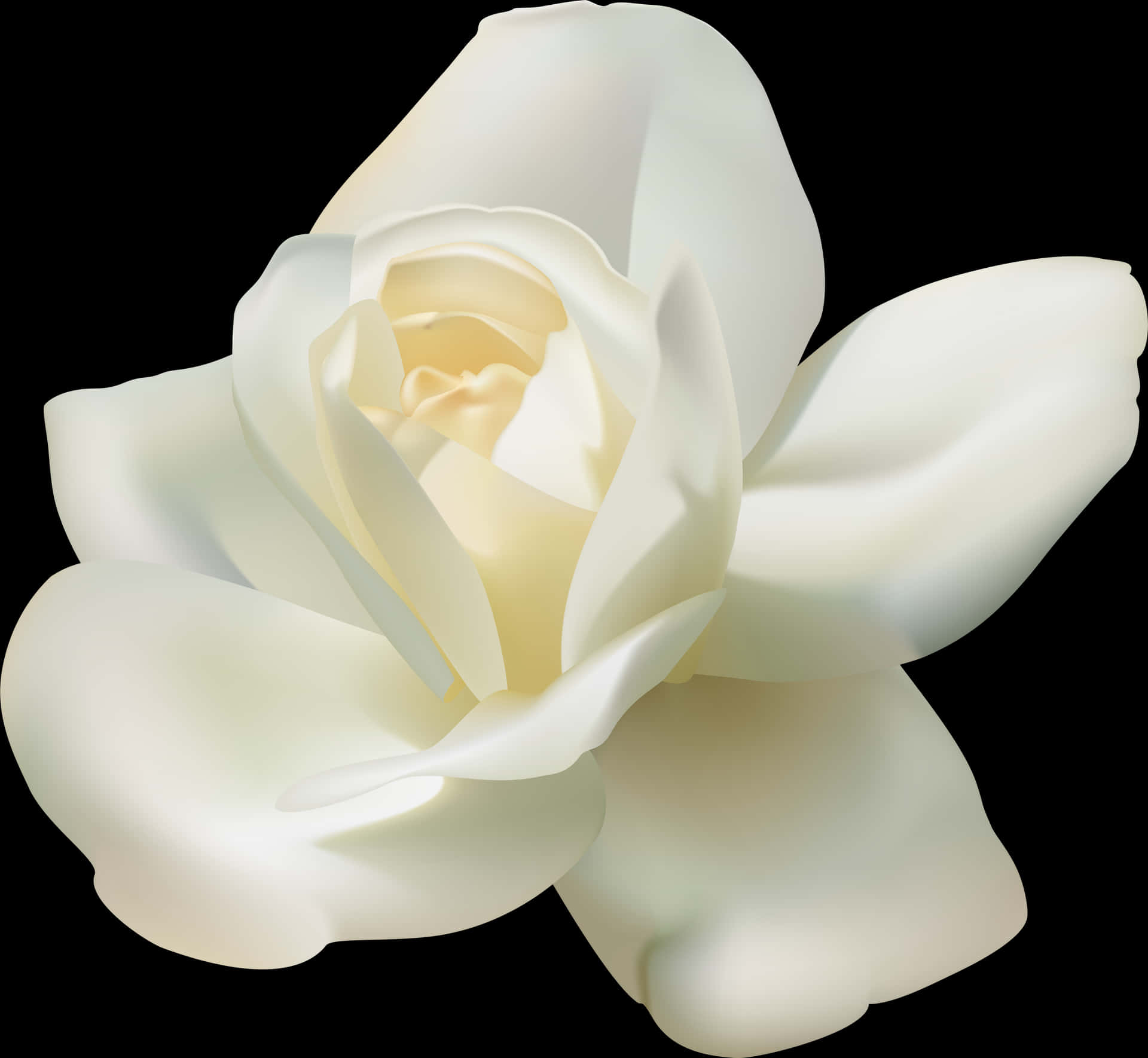 White Rose Black Background PNG Image