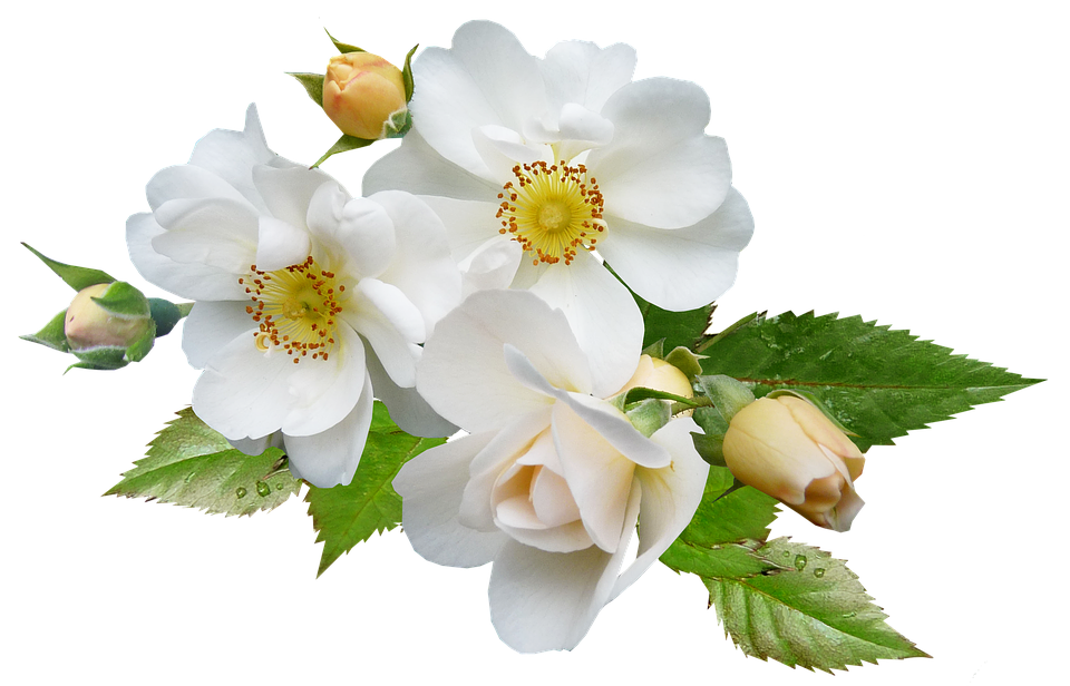 White Rose Blossoms Transparent Background PNG Image