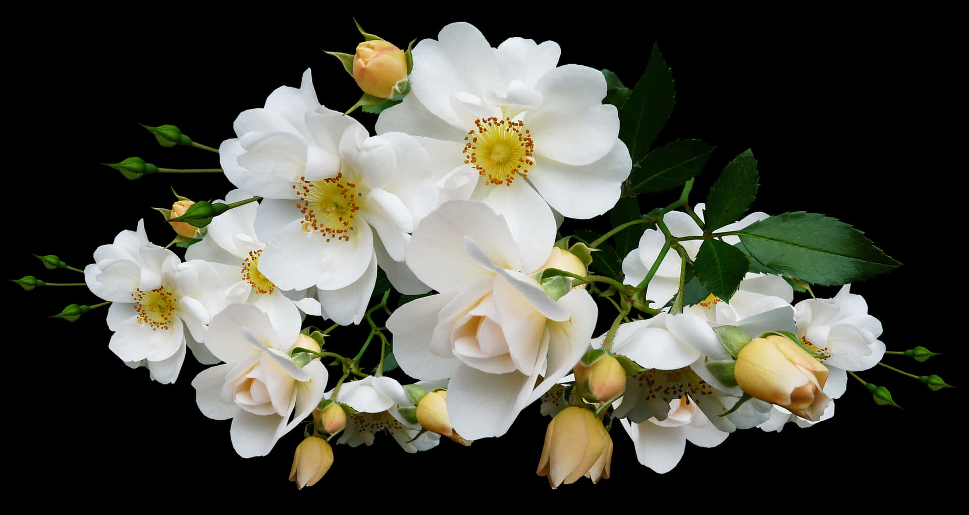 White Rose Bouquet Black Background PNG Image