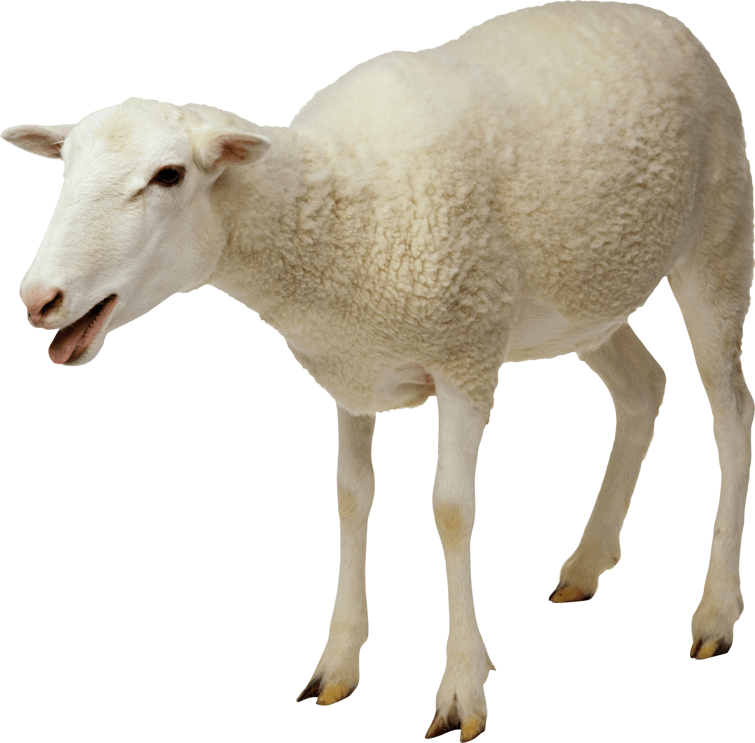 White Sheep Isolated Background PNG Image