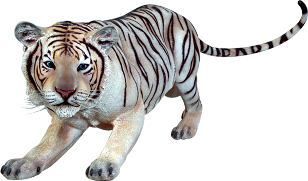 White Tiger Prowling PNG Image