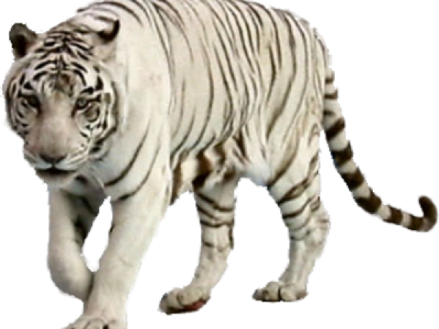 White Tiger Walking Transparent Background PNG Image