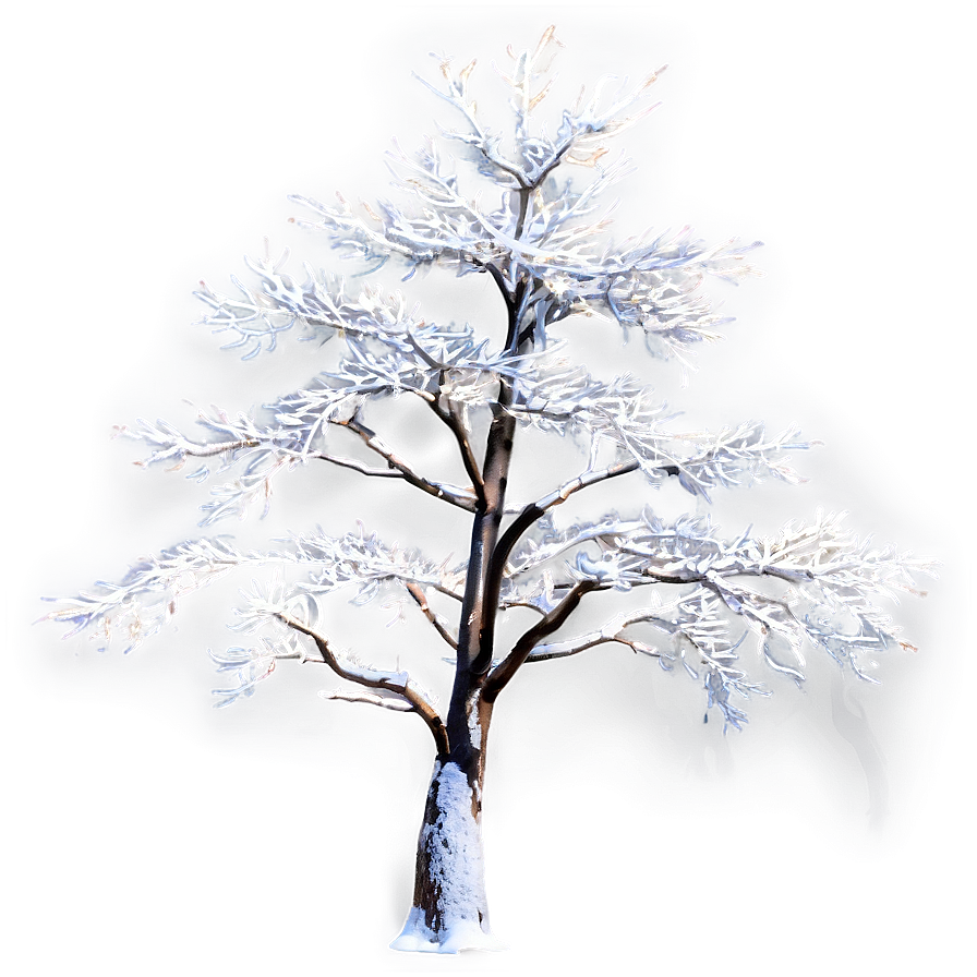 White Tree In Sunlight Glow Png 06252024 PNG Image