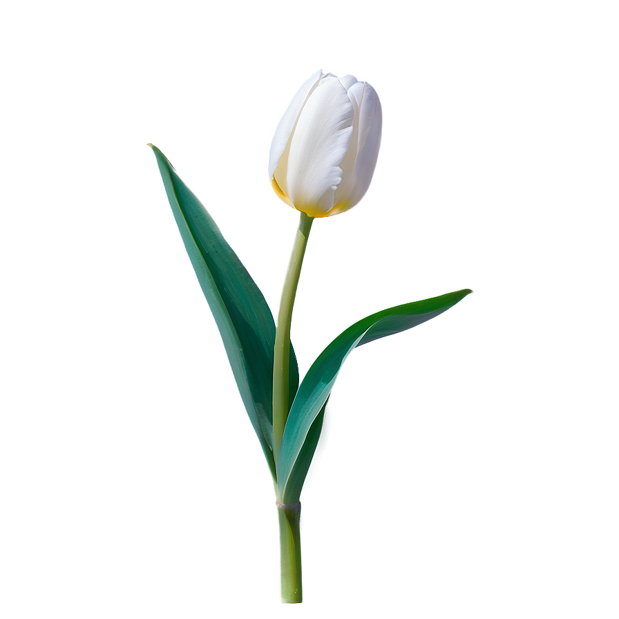 White Tulip Png 05212024 PNG Image