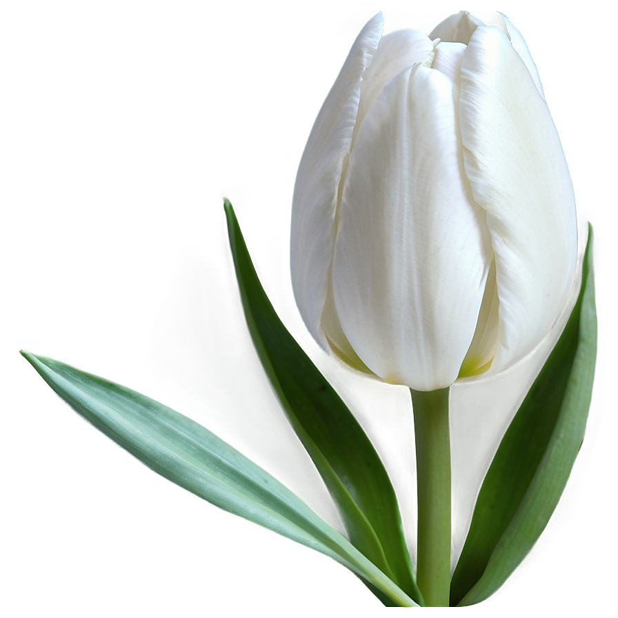 White Tulip Png 05212024 PNG Image