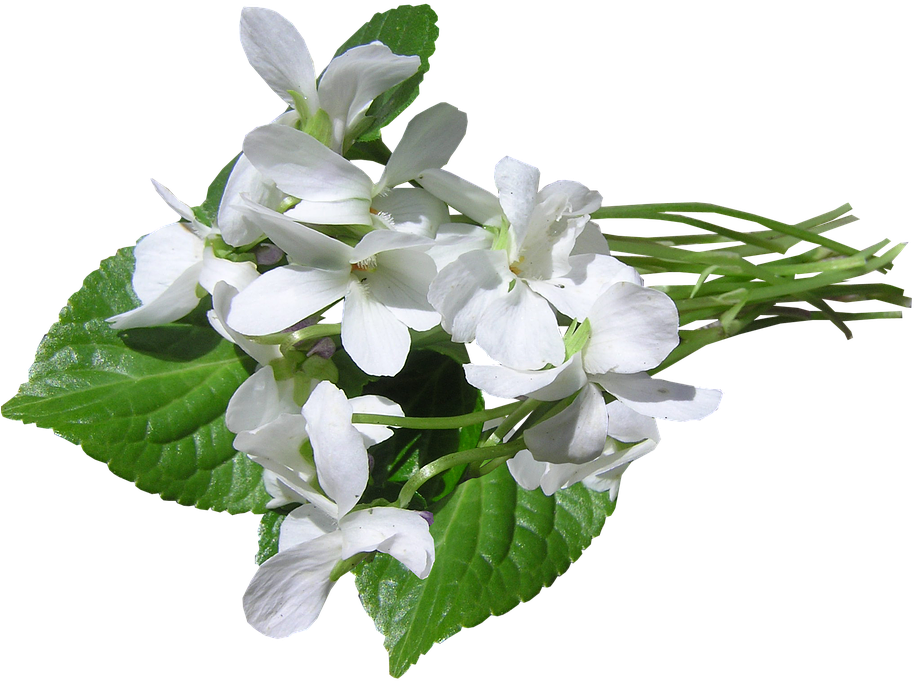 White Violet Flowers Transparent Background PNG Image