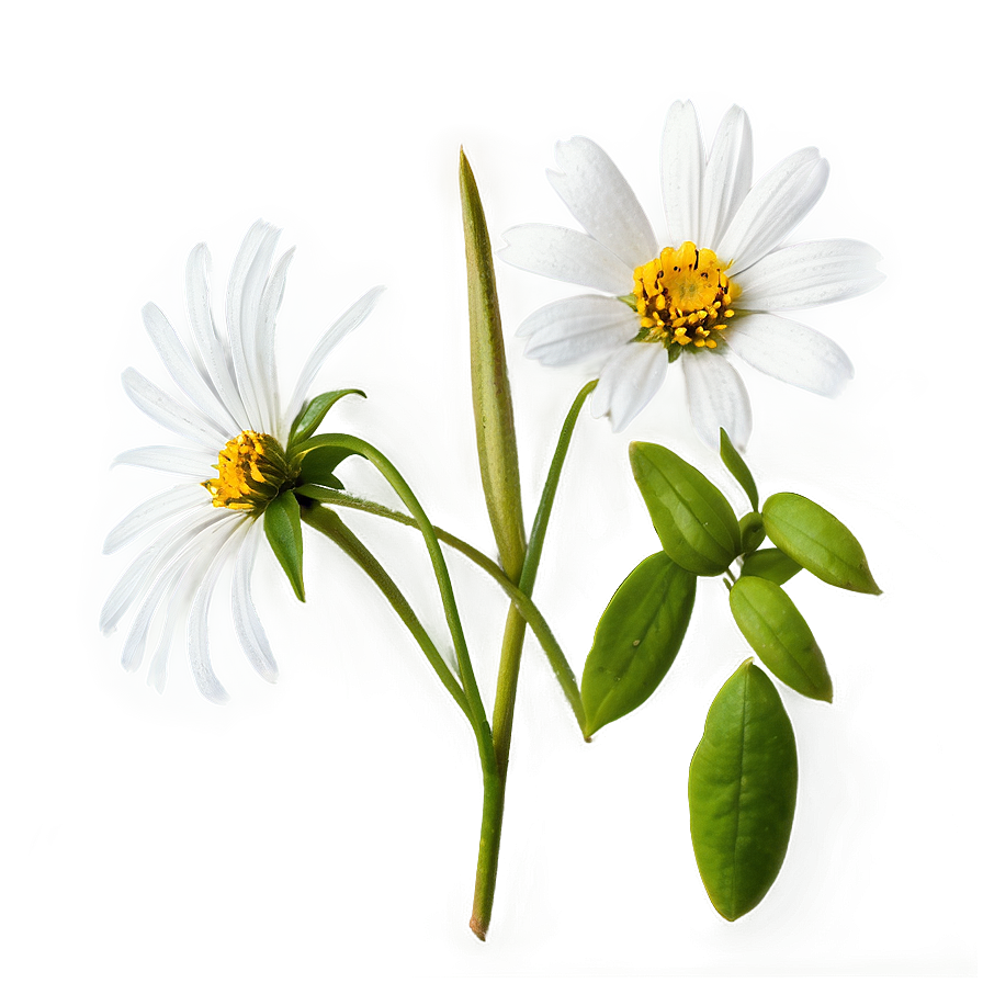 White Wildflower Png Wdx PNG Image