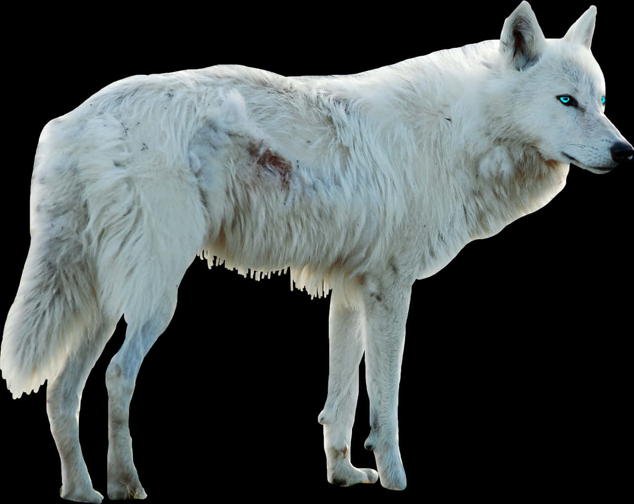 White Wolf Blue Eyes Isolated PNG Image