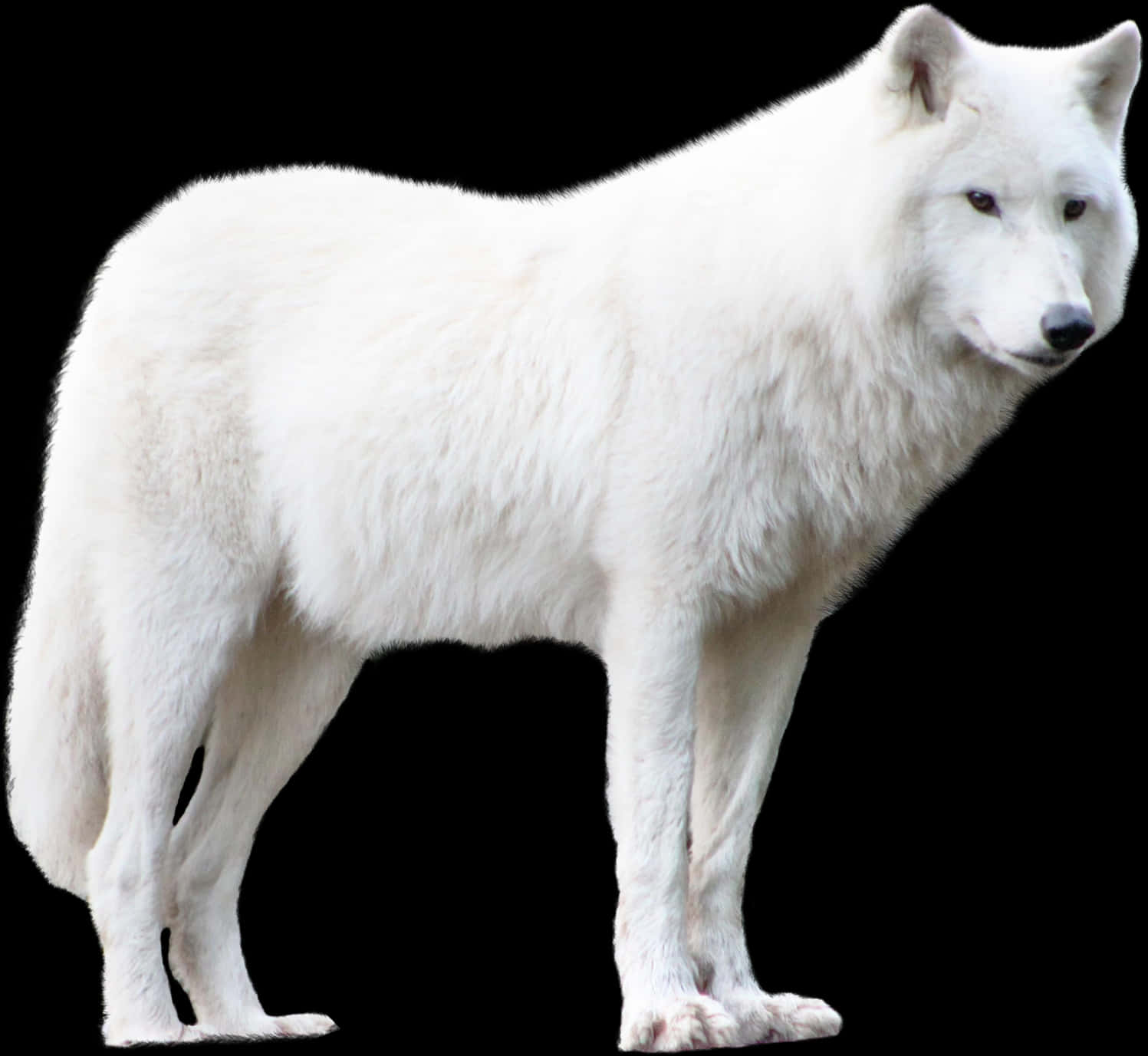 White Wolf Isolatedon Black Background.jpg PNG Image