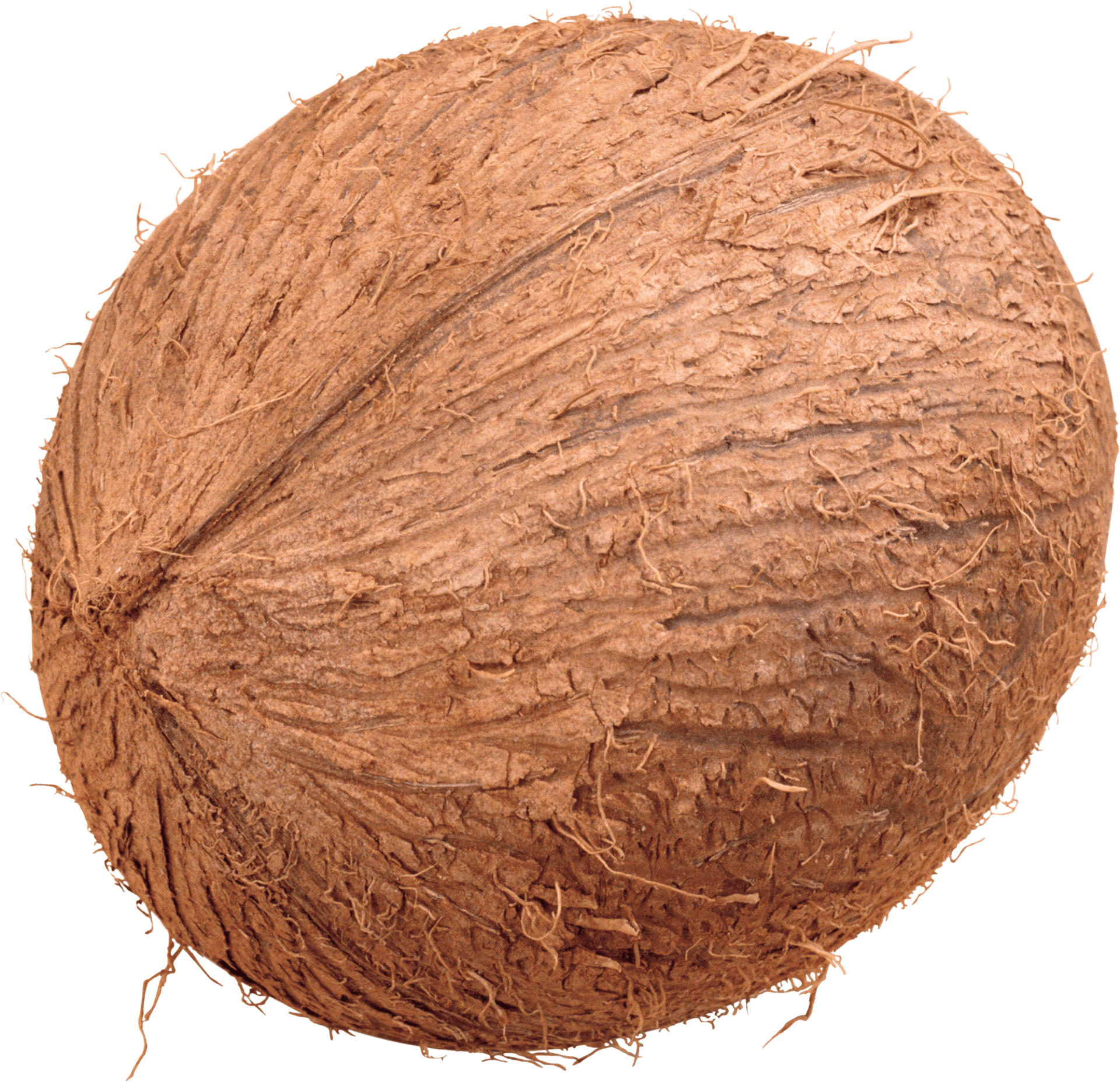 Whole Brown Coconut Isolated PNG Image