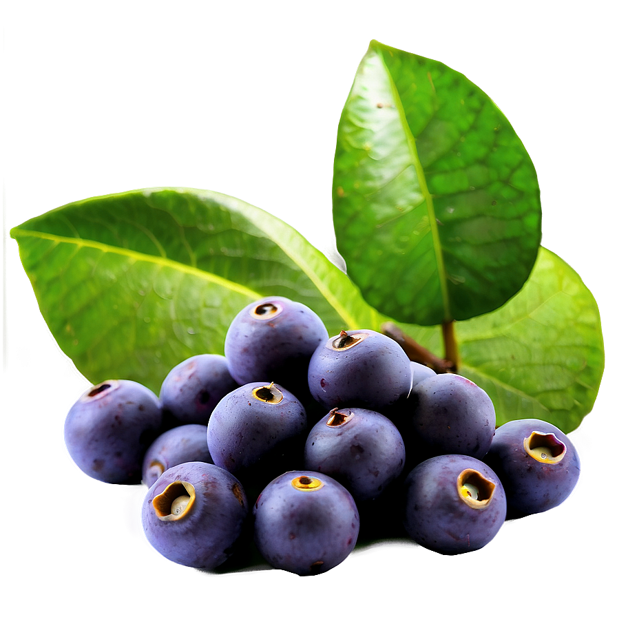 Wild Acai In Nature Png Bcg PNG Image