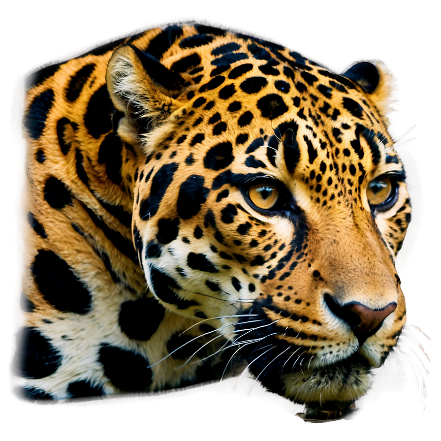 Wild Beauty Jaguar Png 05212024 PNG Image