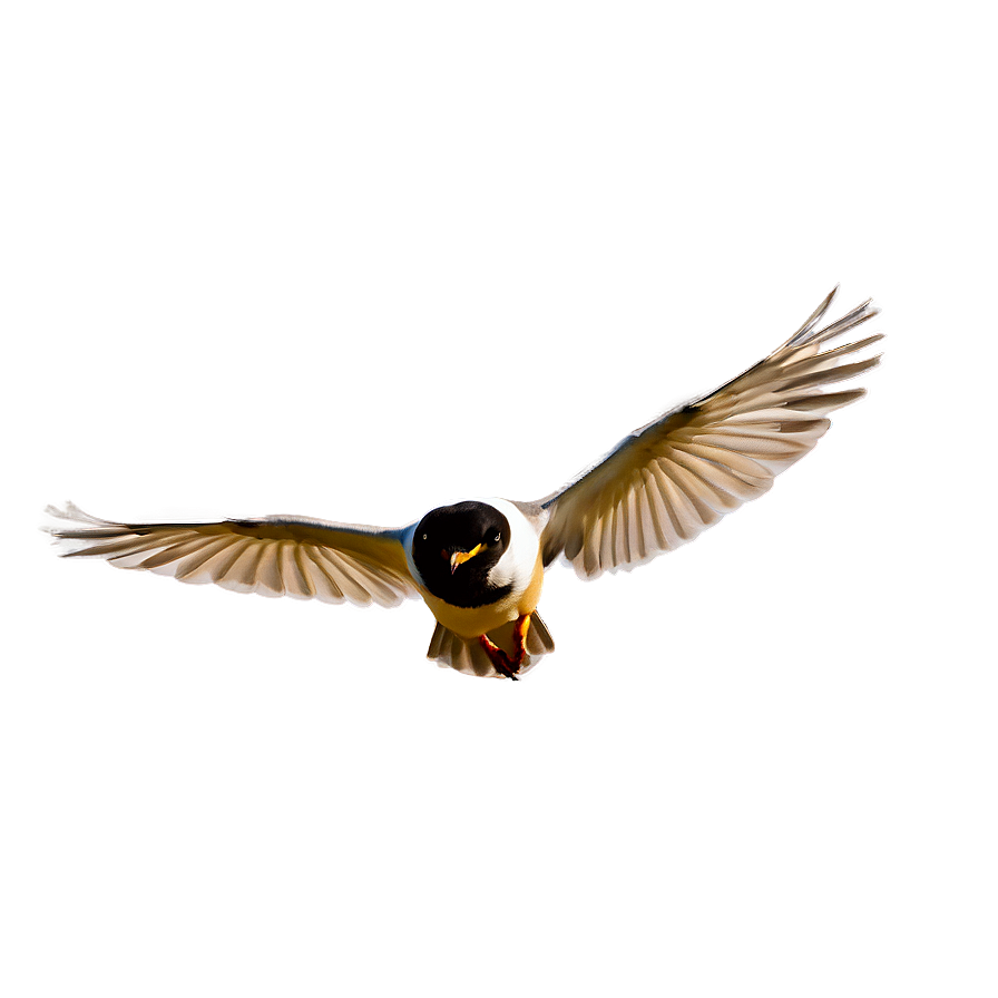 Wild Bird In Flight Png 29 PNG Image